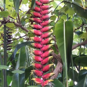 Prachtvolle Pflanze im Botanischen Garten in Aarhus