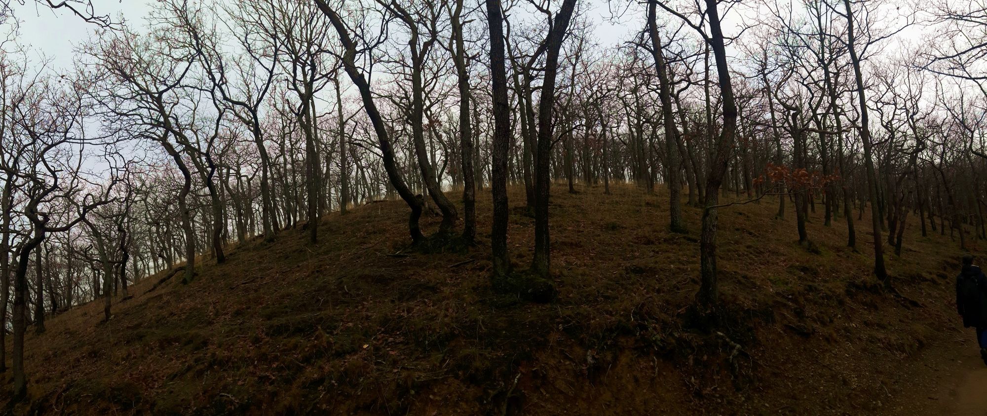 Buchen- Eichenwald auf dem Rundweg zum Kaiserturm auf Armeleuteberg