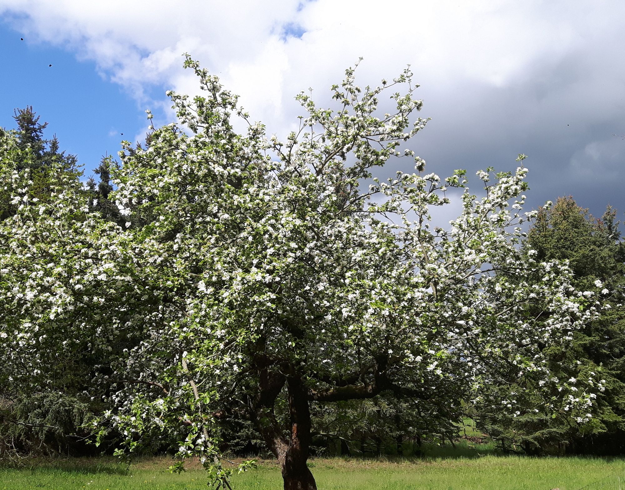 Blühender Apfelbaum