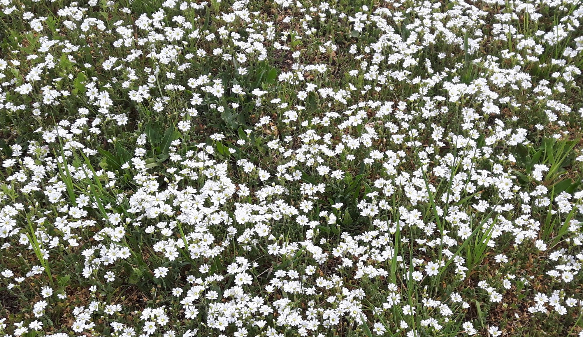 Weiße Blumenwiese