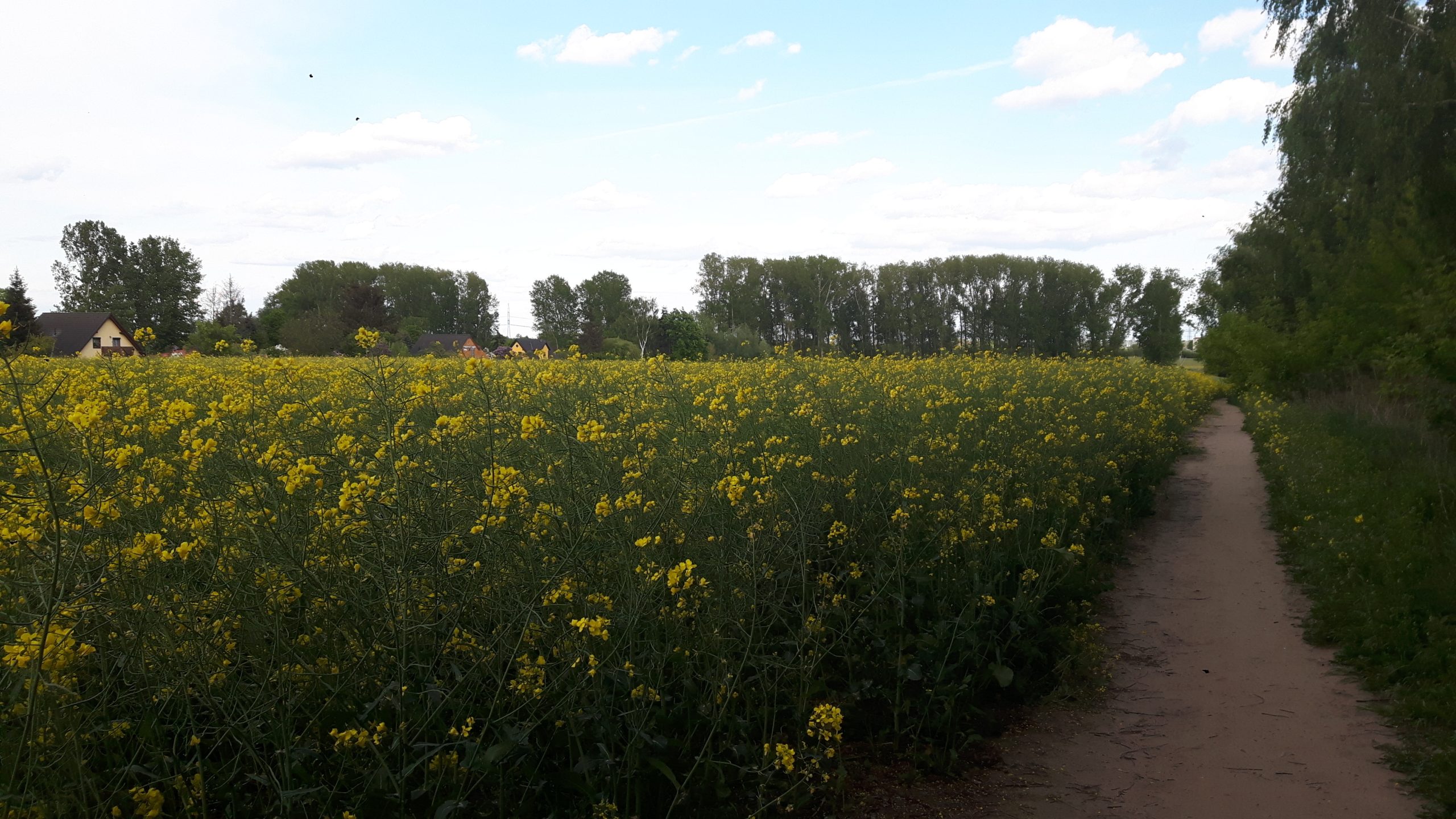 Karow zur Laube durch Rapsfeld