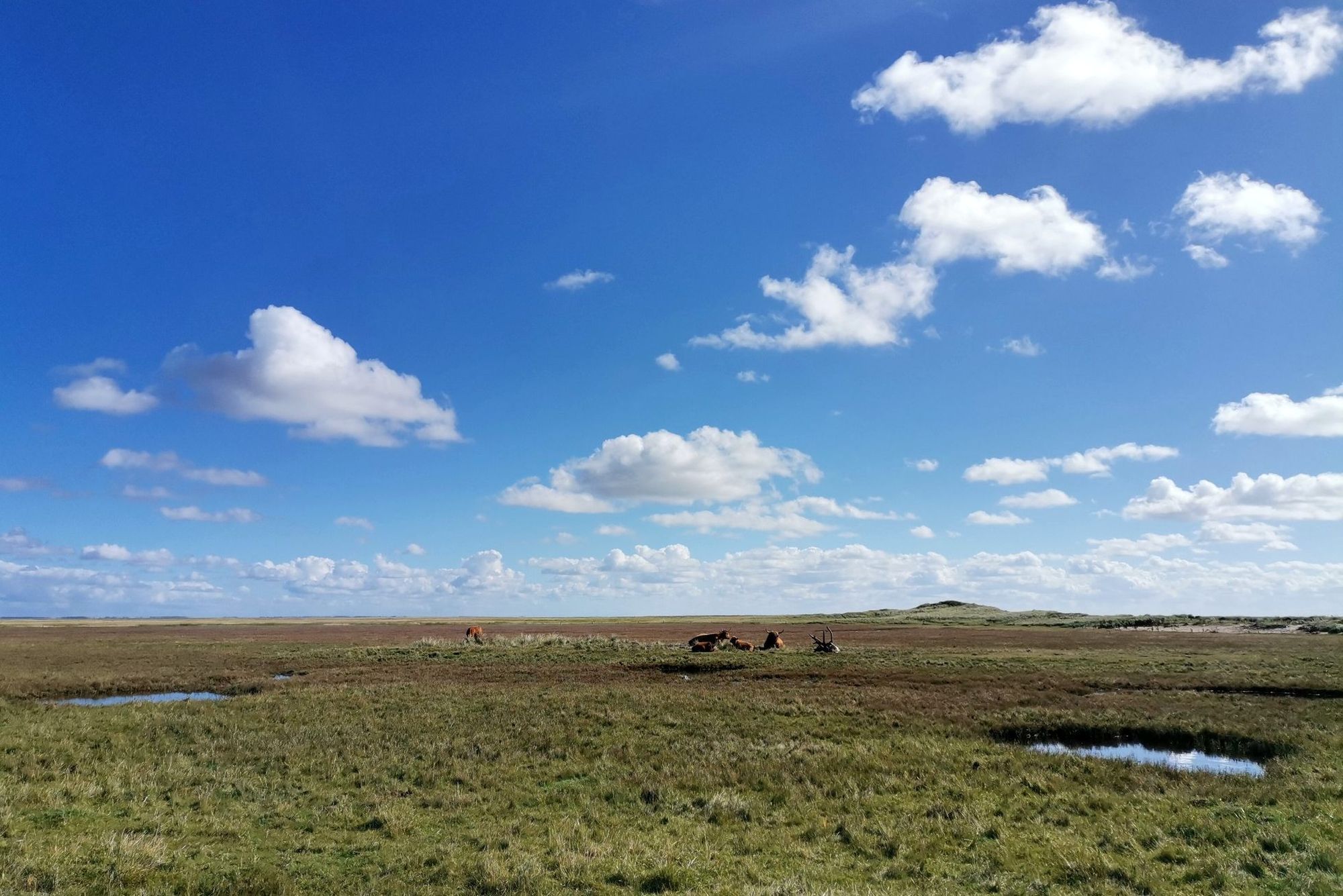 Fanö Südstrand Wiese Rinder Wolken