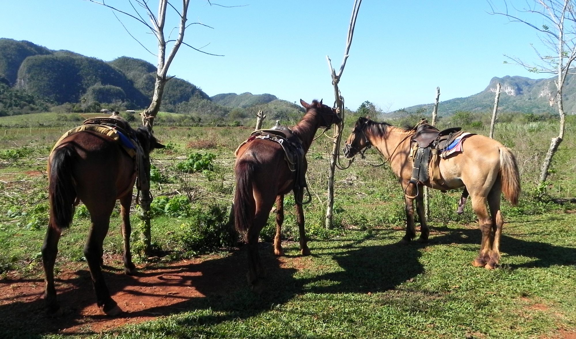 Kuba Vinales reiten Pferde