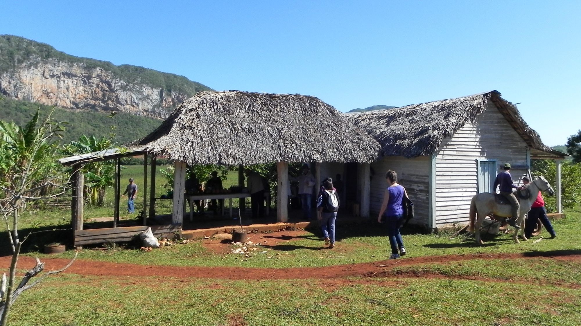 Kuba Vinales Hütte Tabak Rum Zuckerrohrsaft