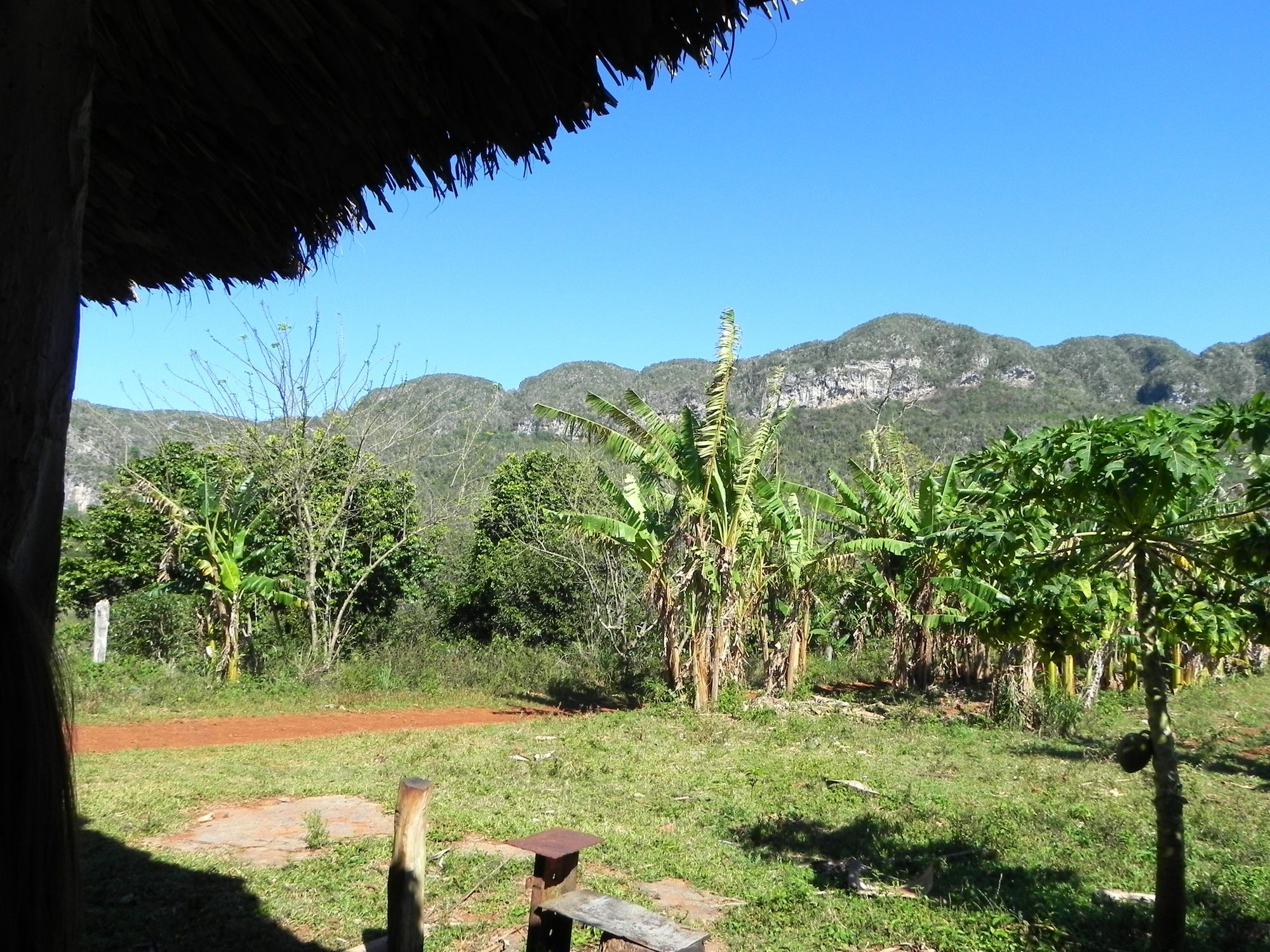 Kuba Vinales Reitrunde Bananen