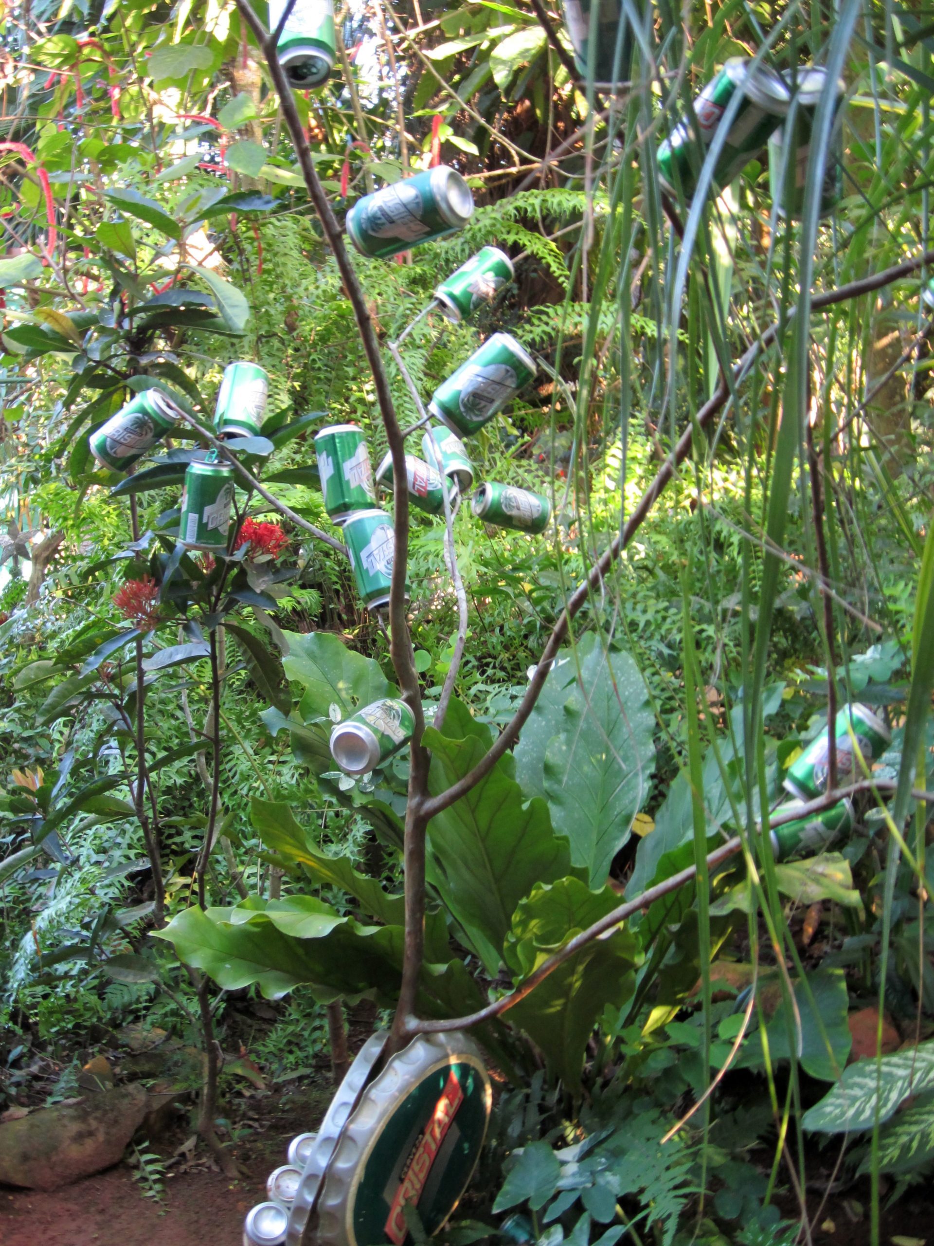Kuba Vinales Casa Jardin Botanico Dosen Baum
