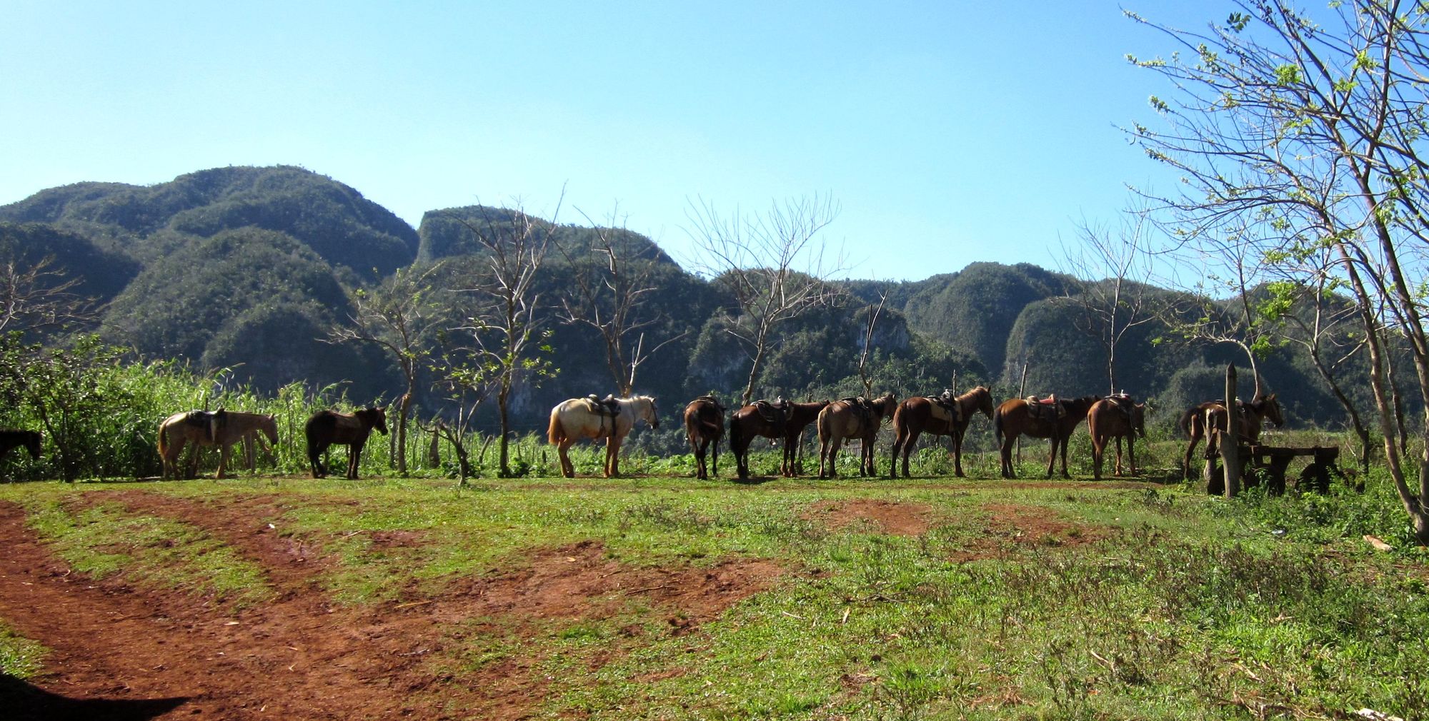 Kuba Vinales reiten Pferde