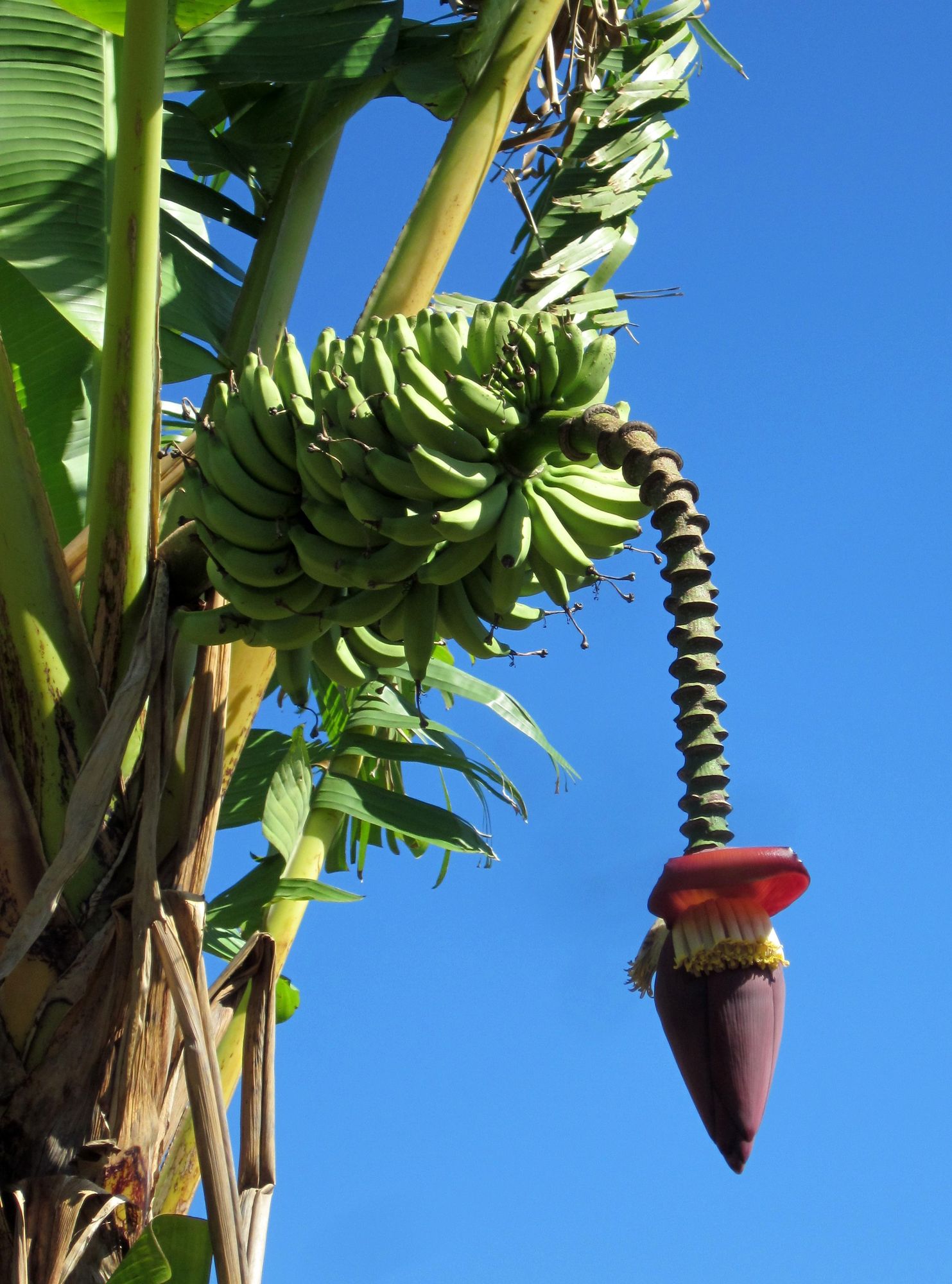 Kuba Vinales Bananenblüte