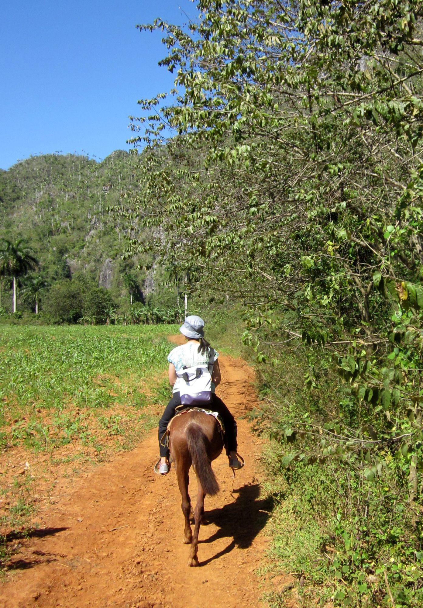 Kuba Vinales reiten Pferde Dani