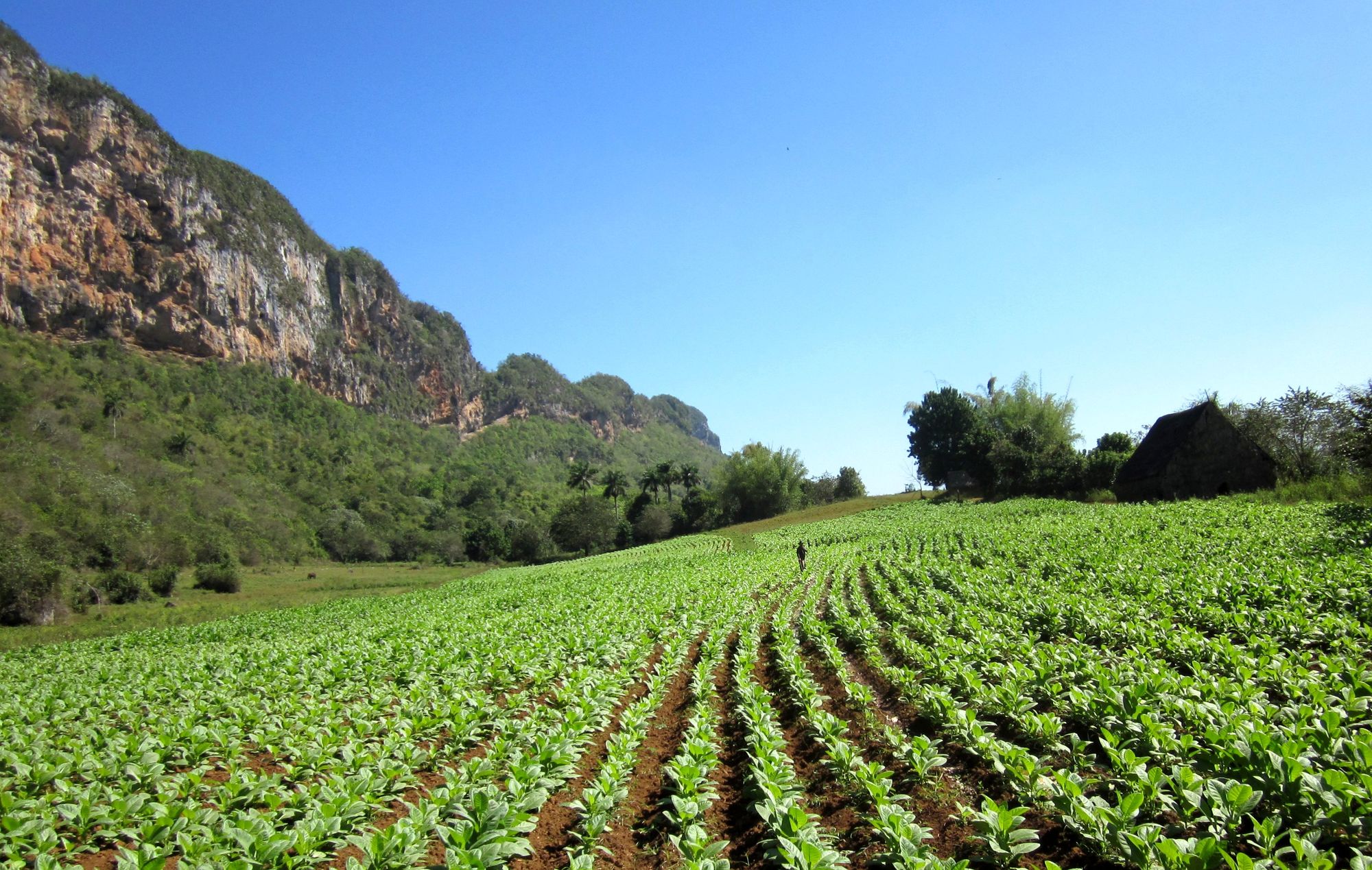 Kuba Vinales reiten frisches Tabakfeld
