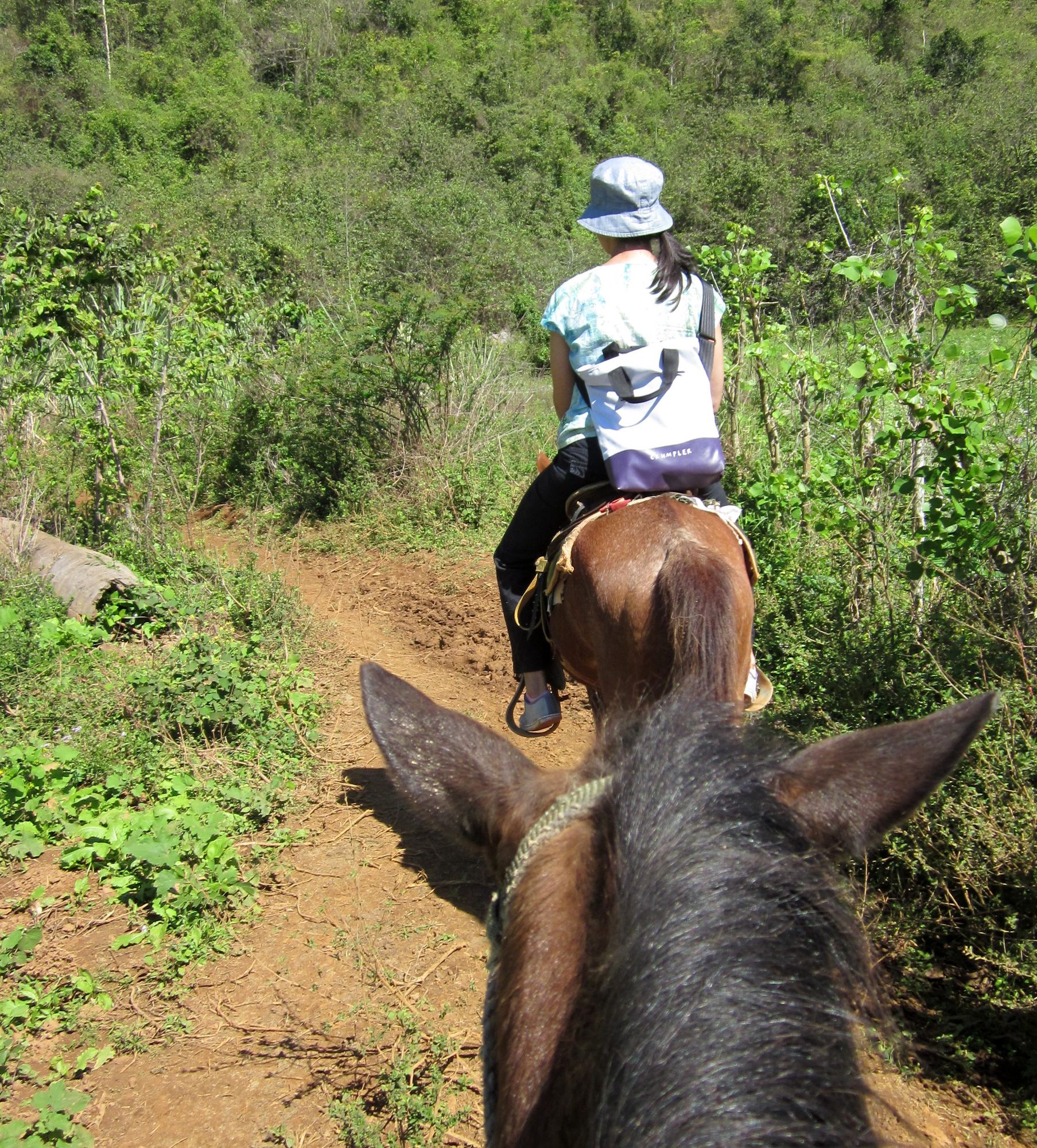 Kuba Vinales reiten Pferde Dani