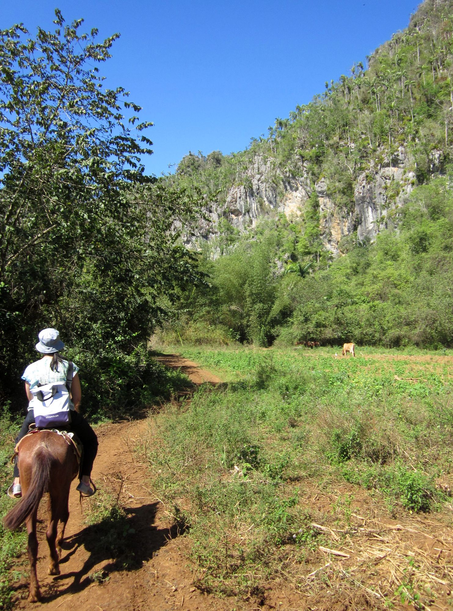 Kuba Vinales reiten Pferde Dani