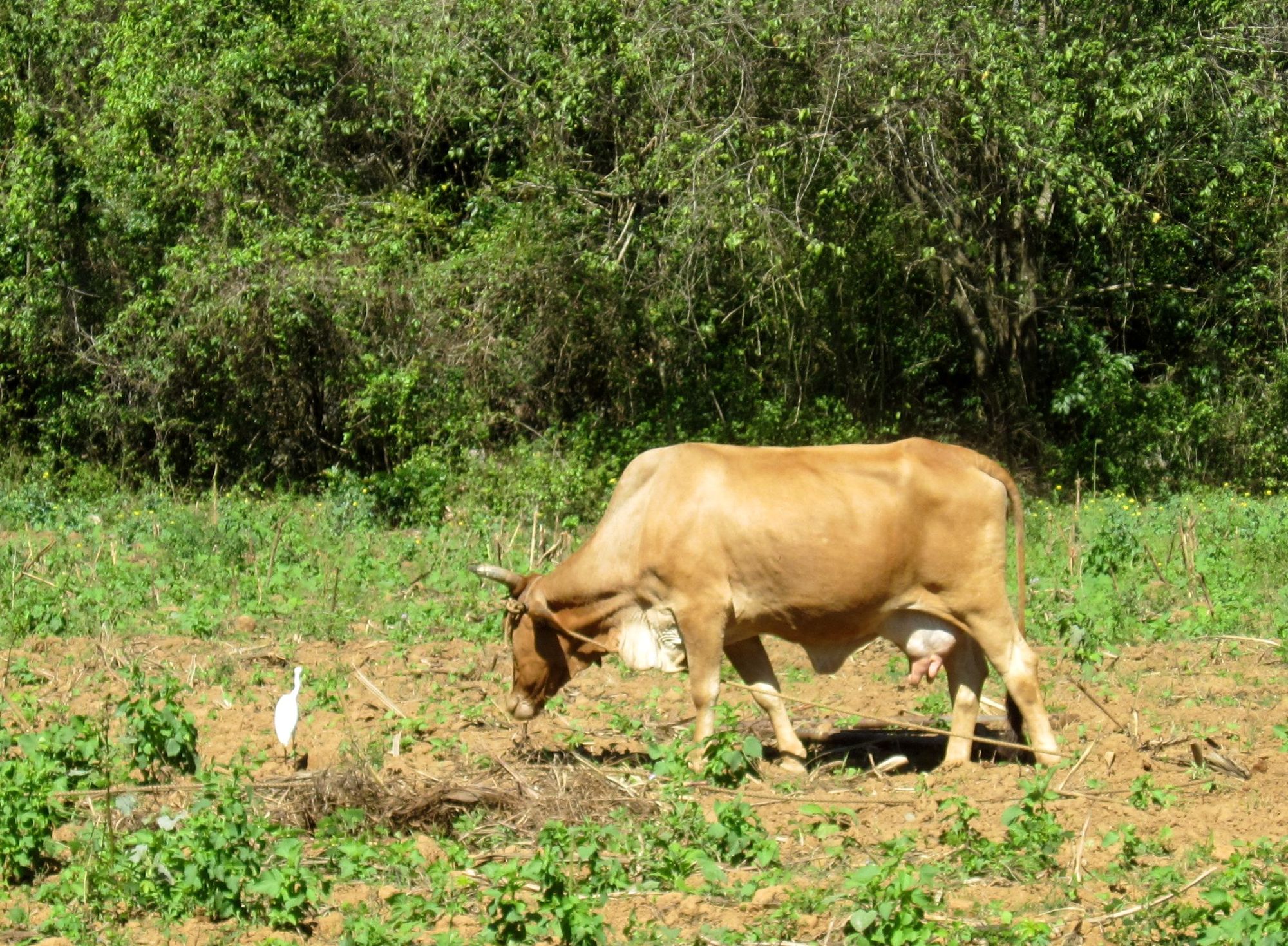 Kuba Vinales reiten Kuh Reiher