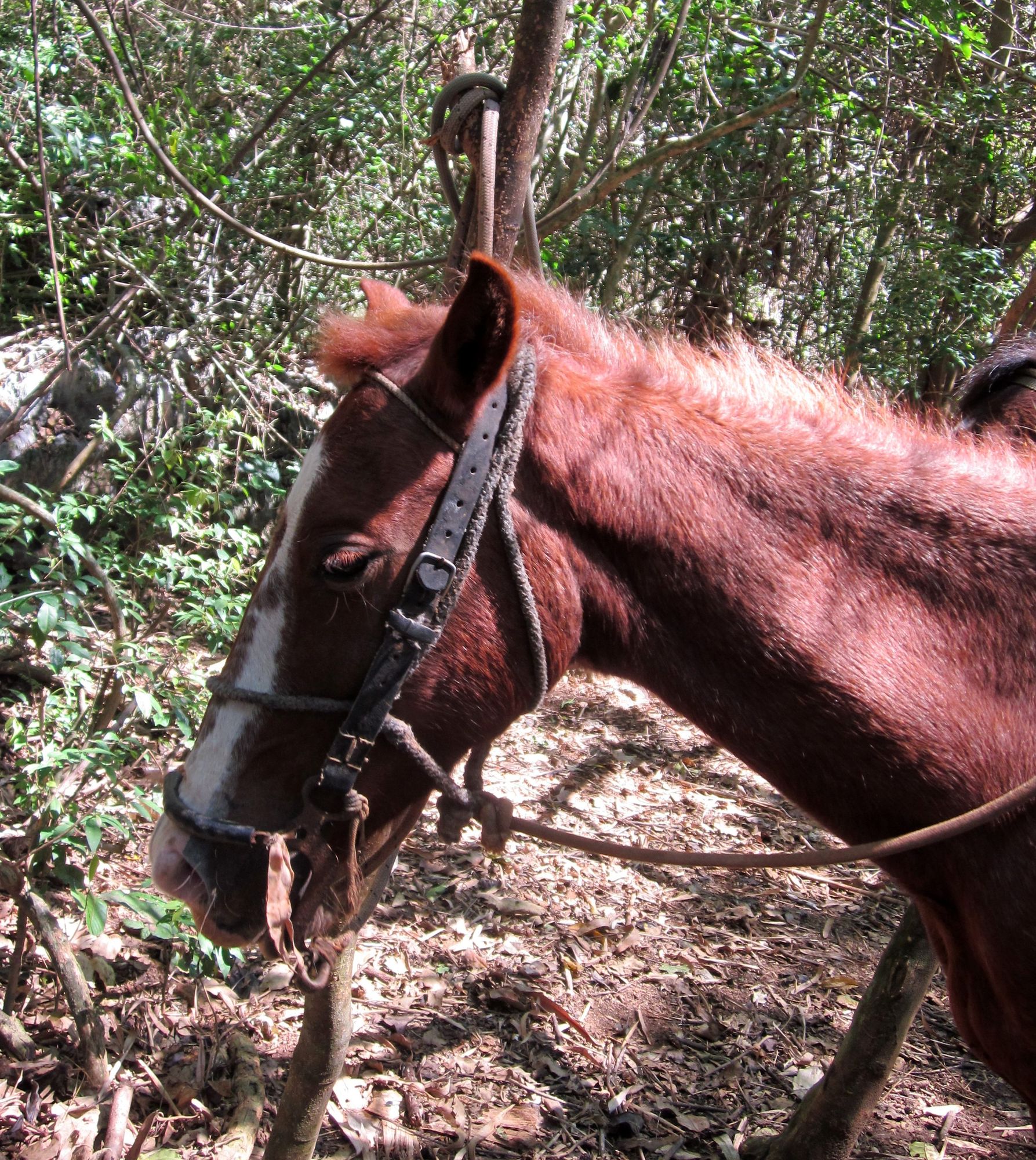 Kuba Vinales reiten Pferdekopf