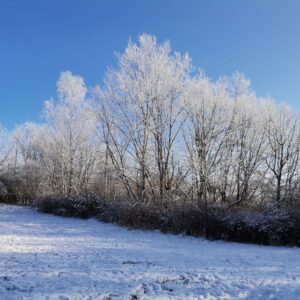 Raureif in den Bäumen