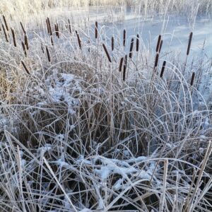 Schilf mit Raureif und Eis
