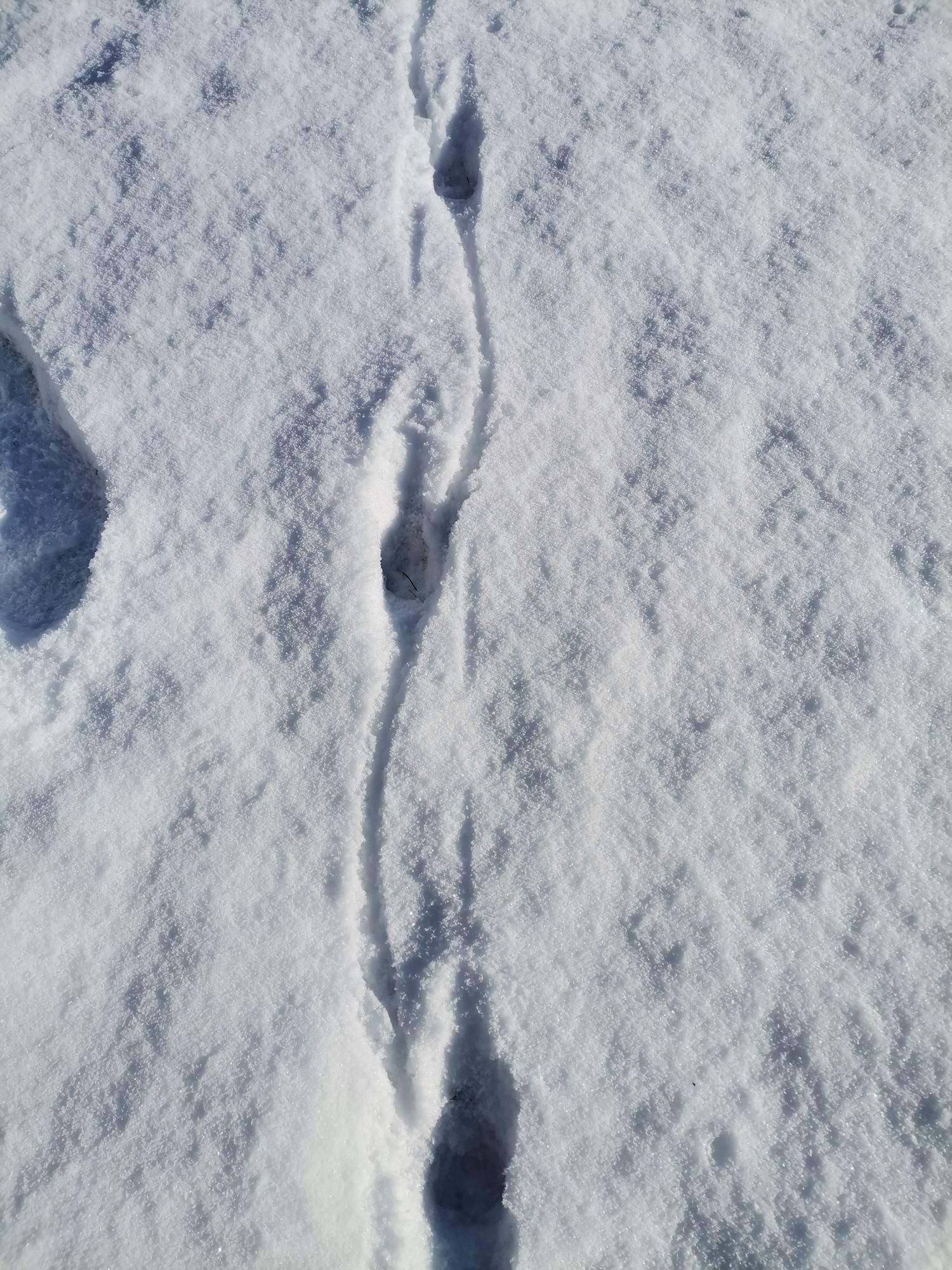 Tierspur im Schnee