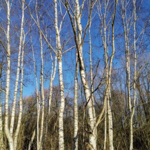 Elisenau Birken vor blauem Himmel