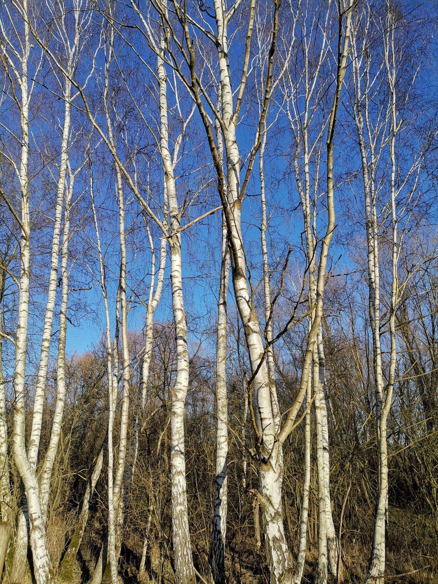 Elisenau Birken vor blauem Himmel
