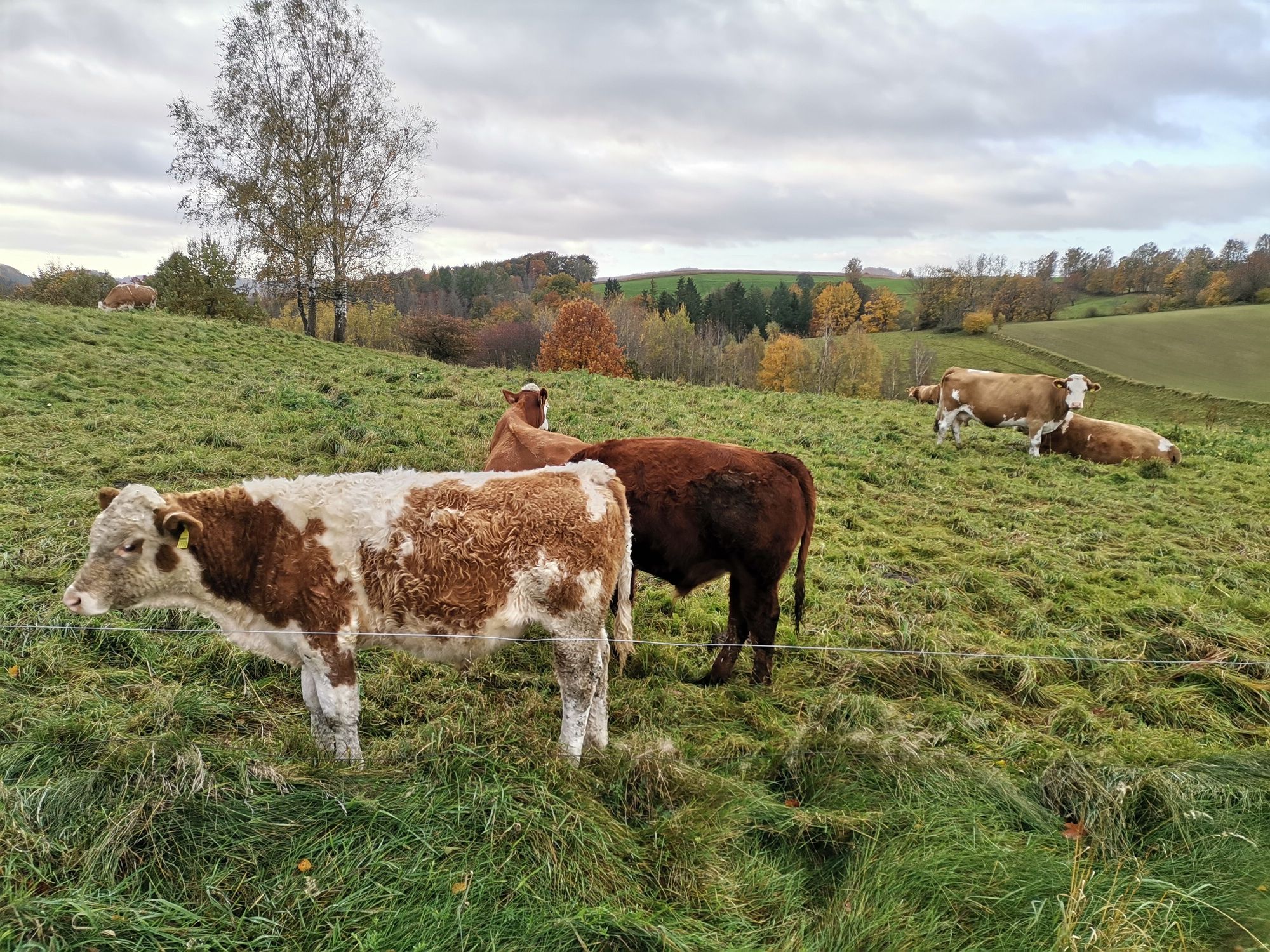 Kühe auf der Weide