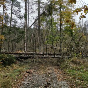 Weg mit vielen umgestürzten Fichten Totholz