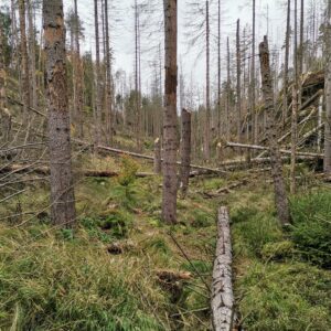 Kahler & toter Fichtenwald, Weg kaum noch begehbar