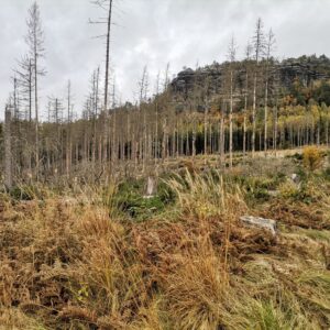 Kahler & toter Fichtenwald, dafür Felsen sichtbar