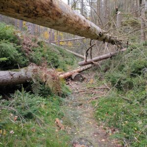 Ein Weg gefüllt mit Totholz