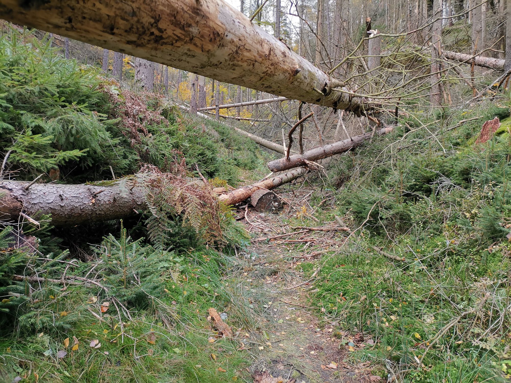 Ein Weg gefüllt mit Totholz