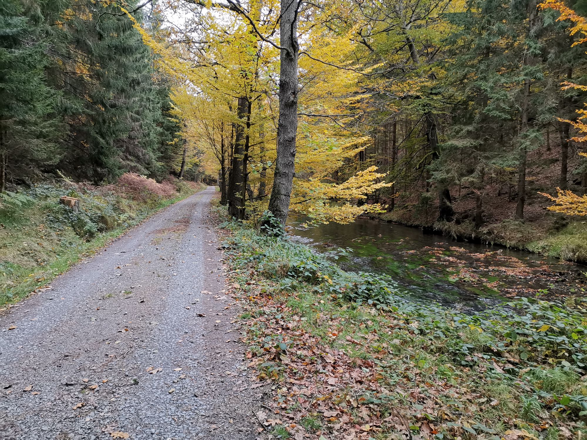 Weg entlang der Kirnitz