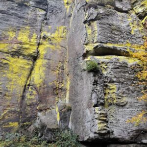 Gelb leuchtende Flechten am Fels