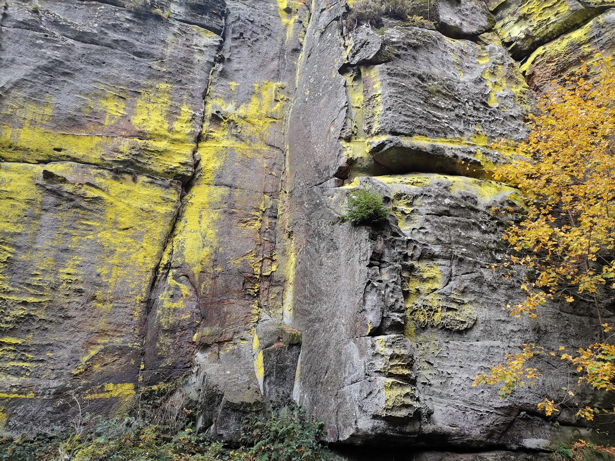 Gelb leuchtende Flechten am Fels