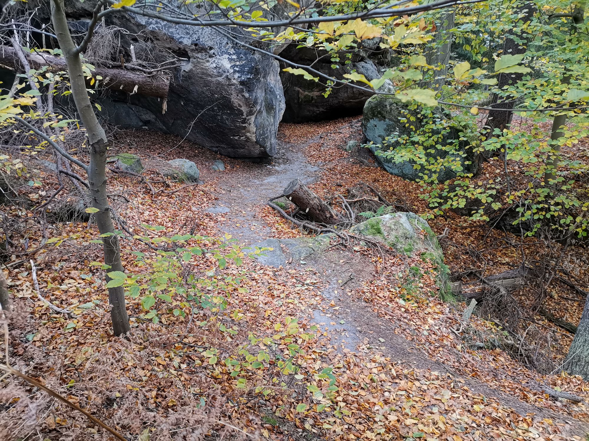 Waldweg