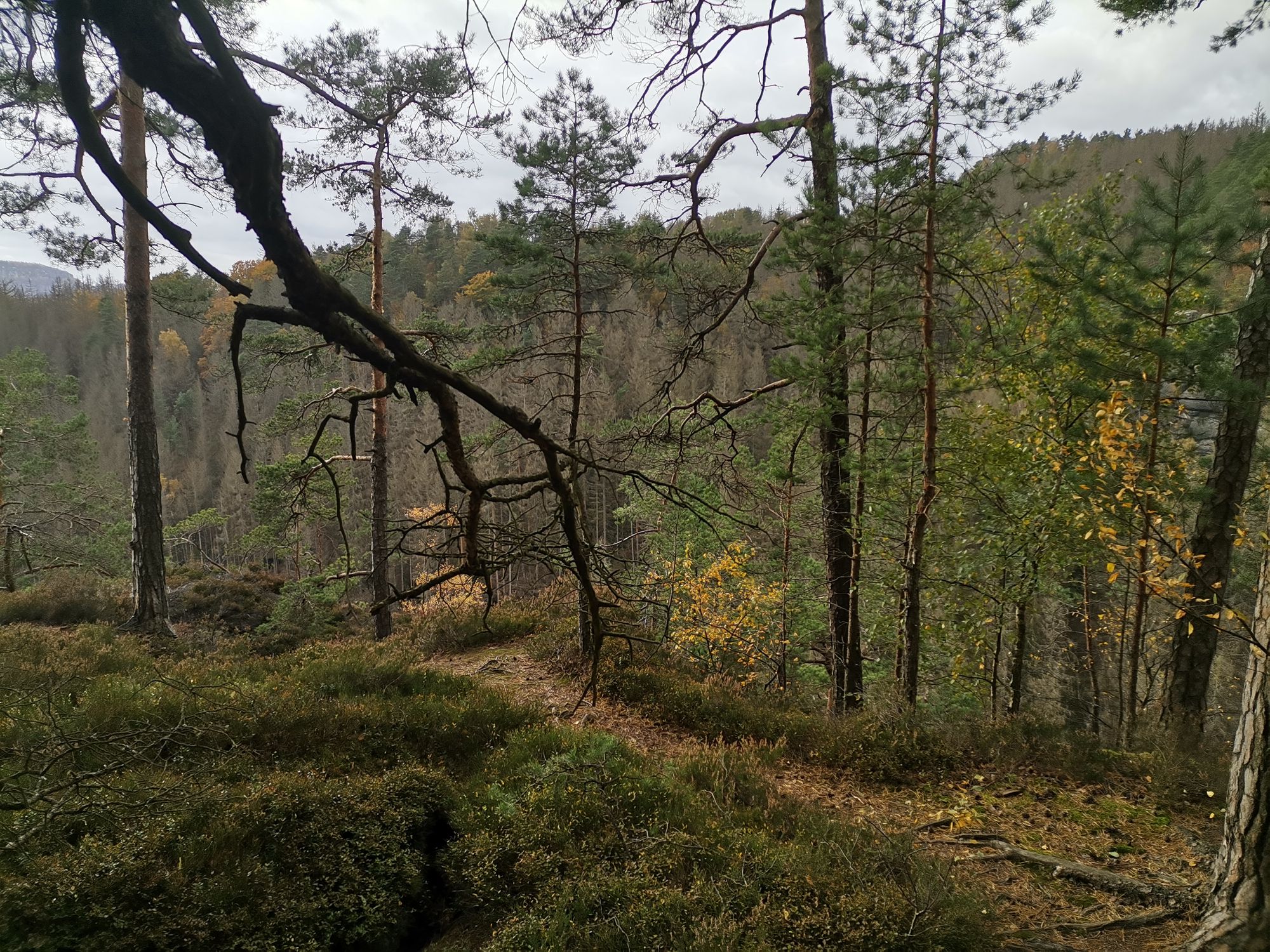 Wald