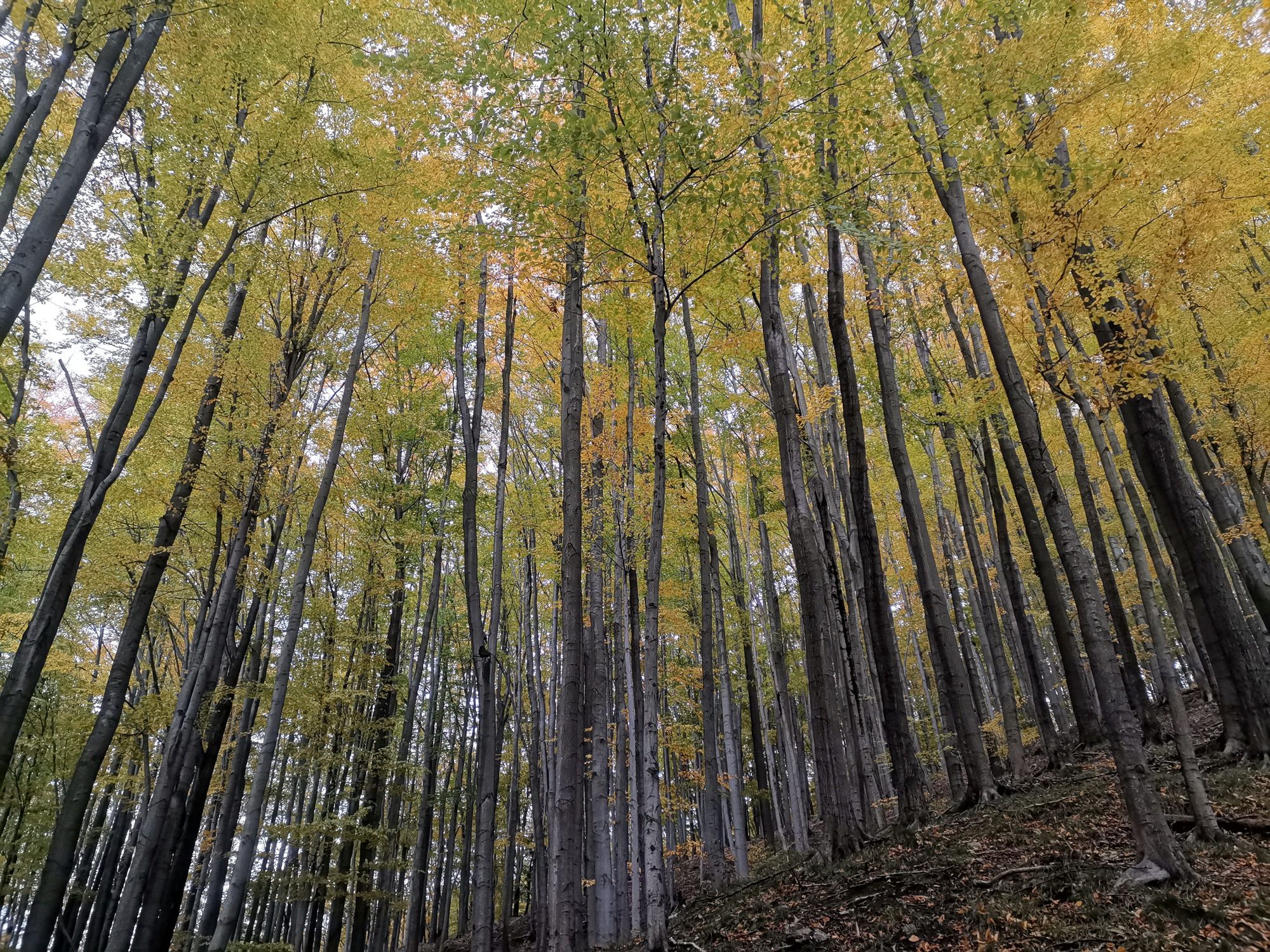 Herbstlich schön gefärbter Buchenwald bei Ottendorf