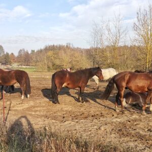 Tegeler Fließ Pferde