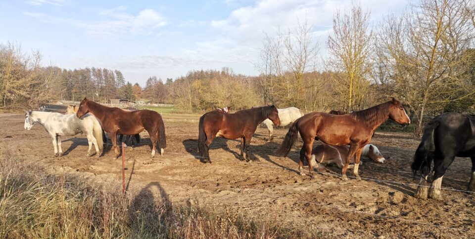 Tegeler Fließ Pferde