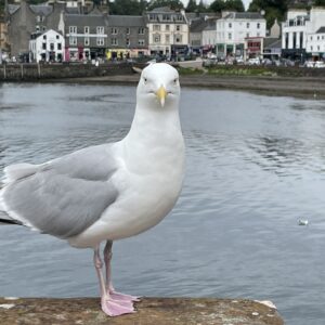 Oban Möwe auf Kaimauer