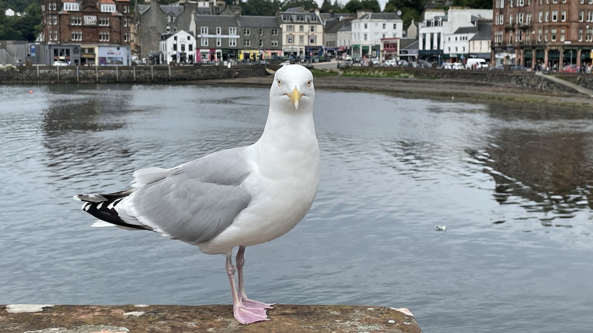 Oban Möwe auf Kaimauer