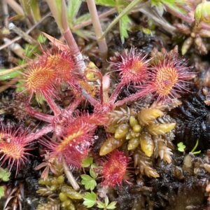 Fleischfressende Sumpfpflanze