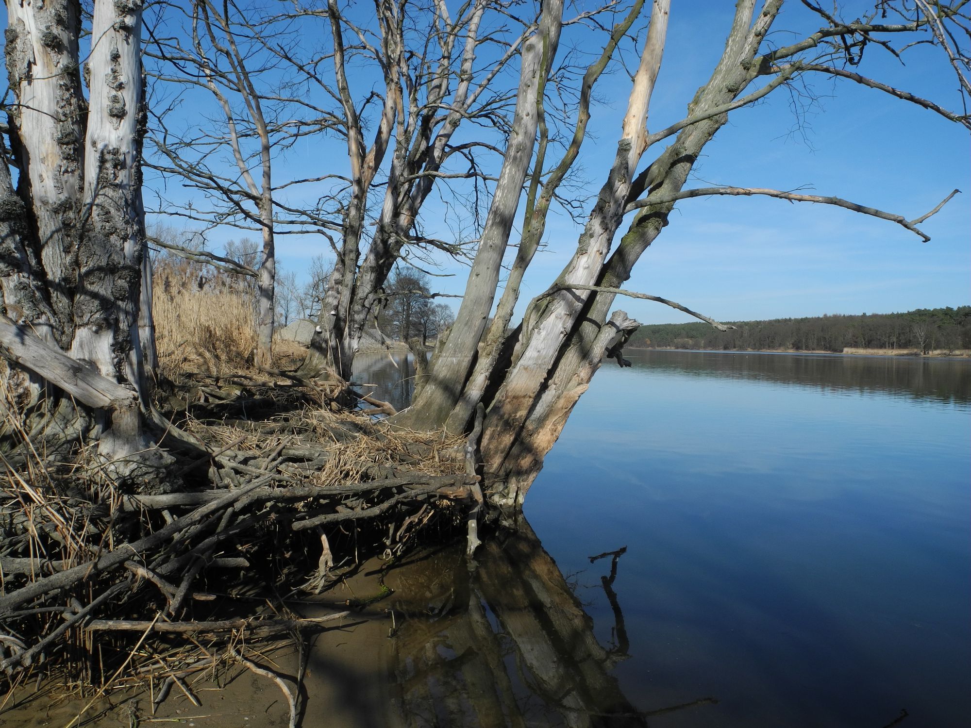 toter Baum am Ufer der Oder