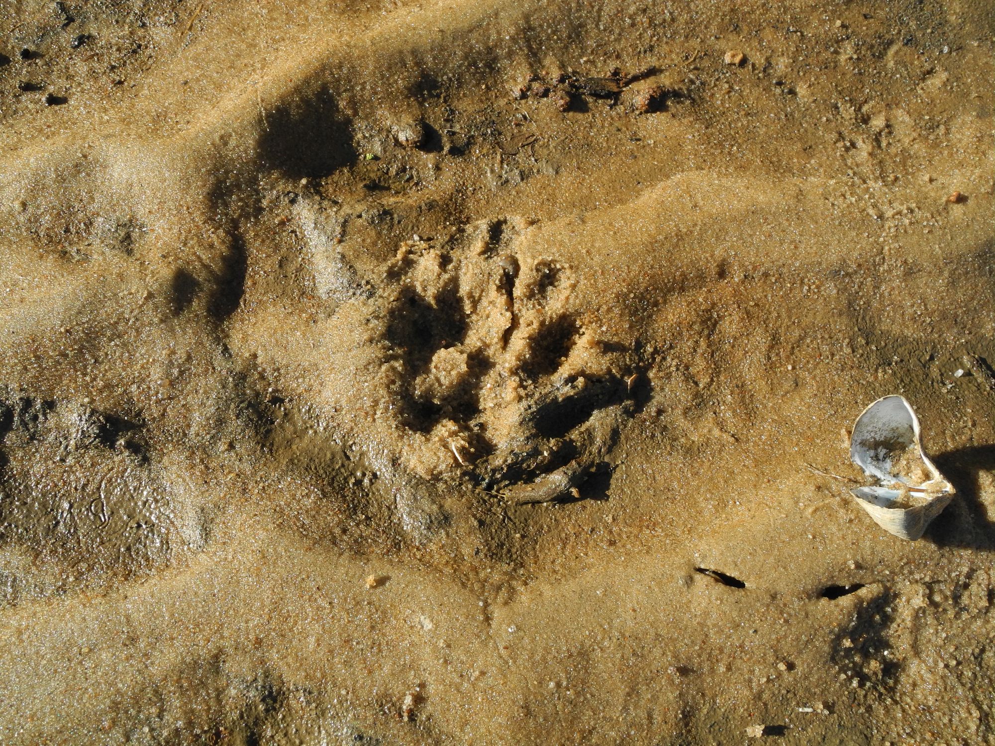 Wolfsspuren im Sand