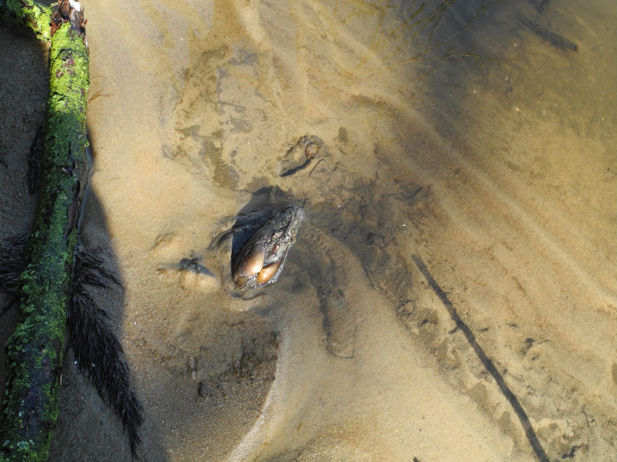 Muschel im Wasser