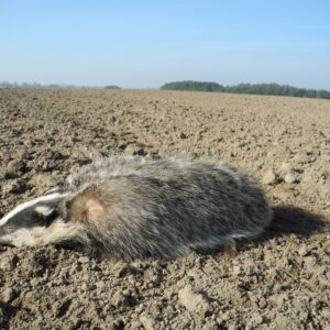 Toter Dachs auf Feld