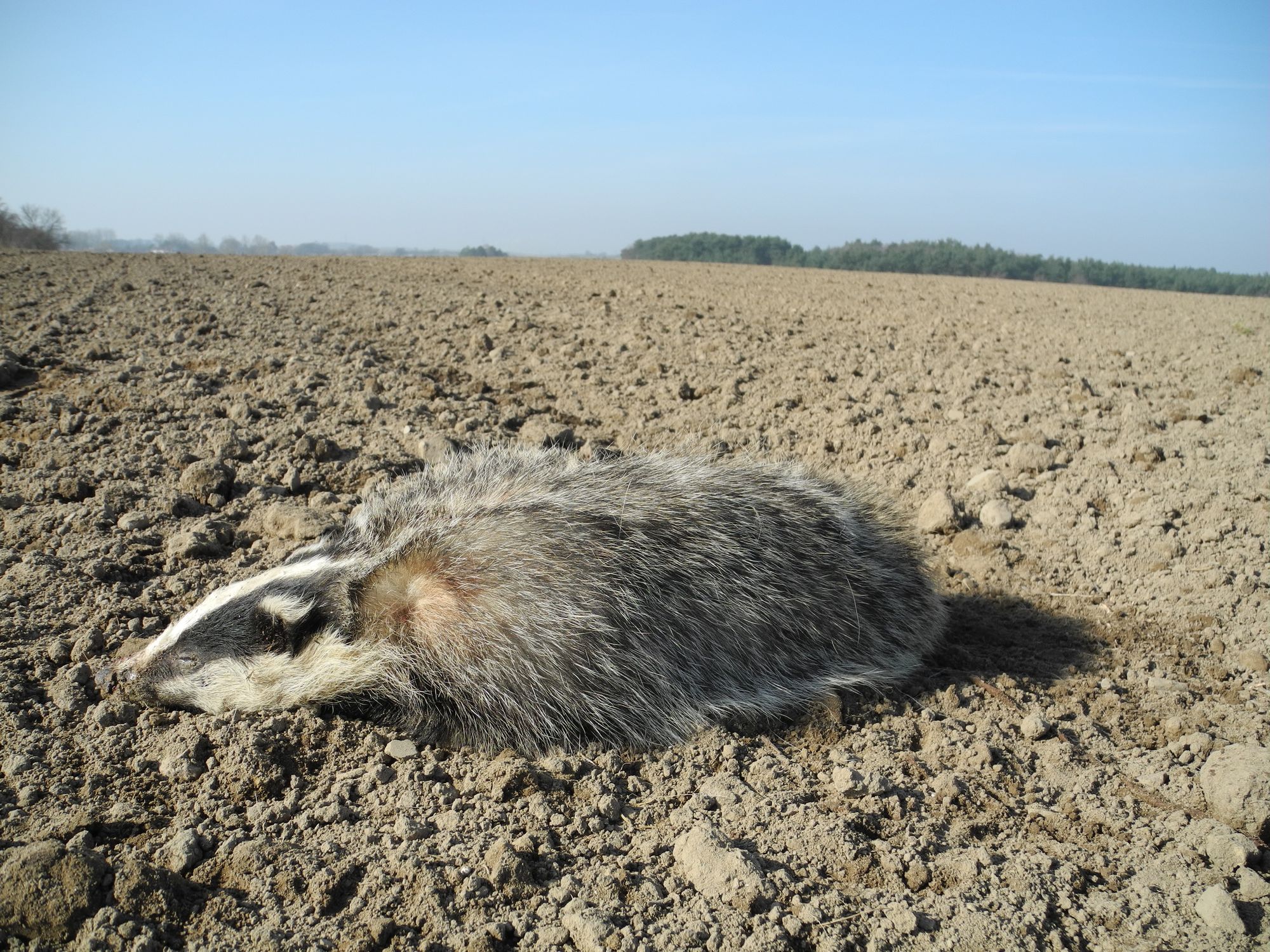 Toter Dachs auf Feld