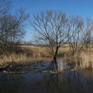 Unteres Odertal Panorama Seitenarm