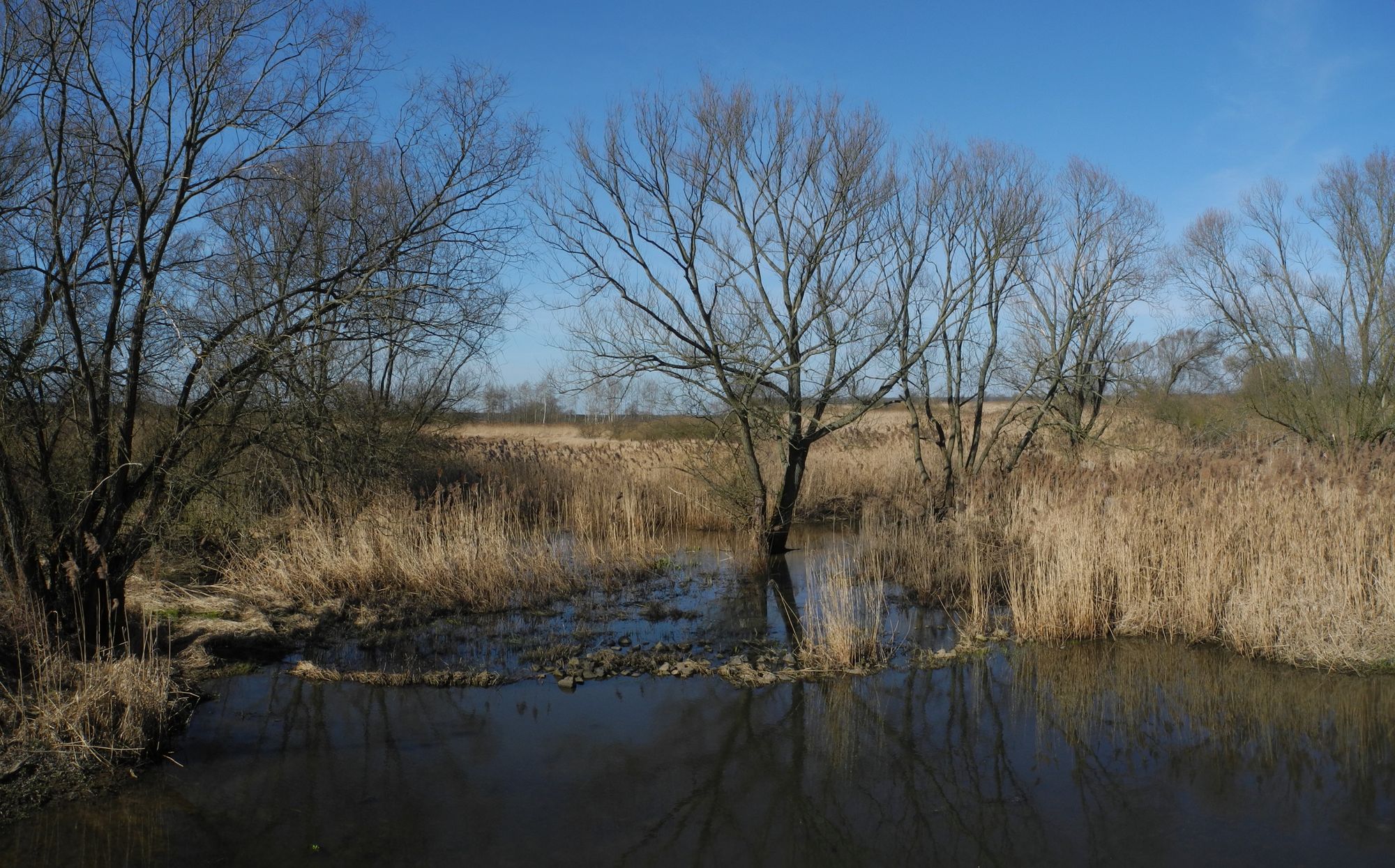 Unteres Odertal Panorama Seitenarm