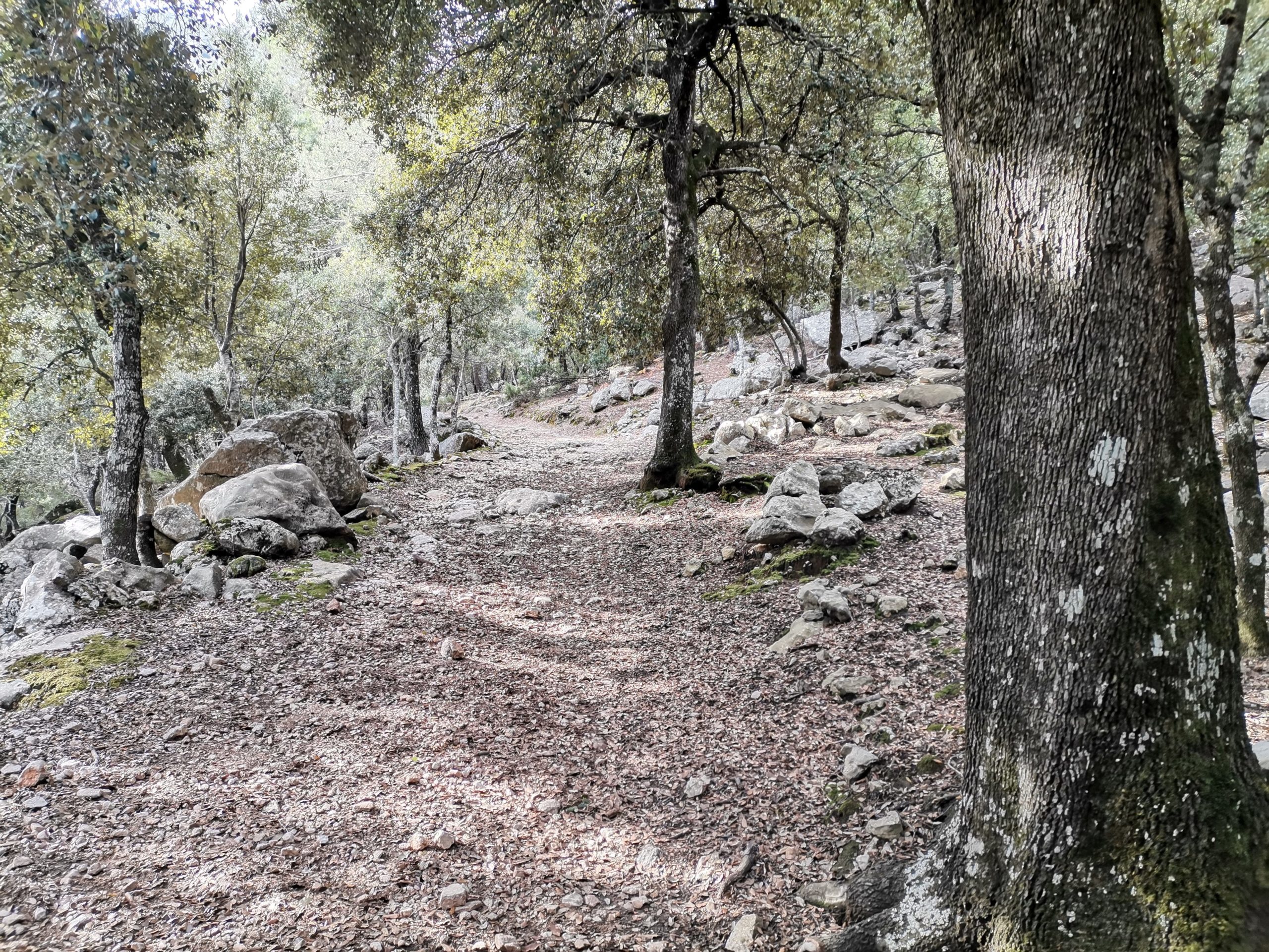 Durch Steineichenwälder zum Puig Massanella