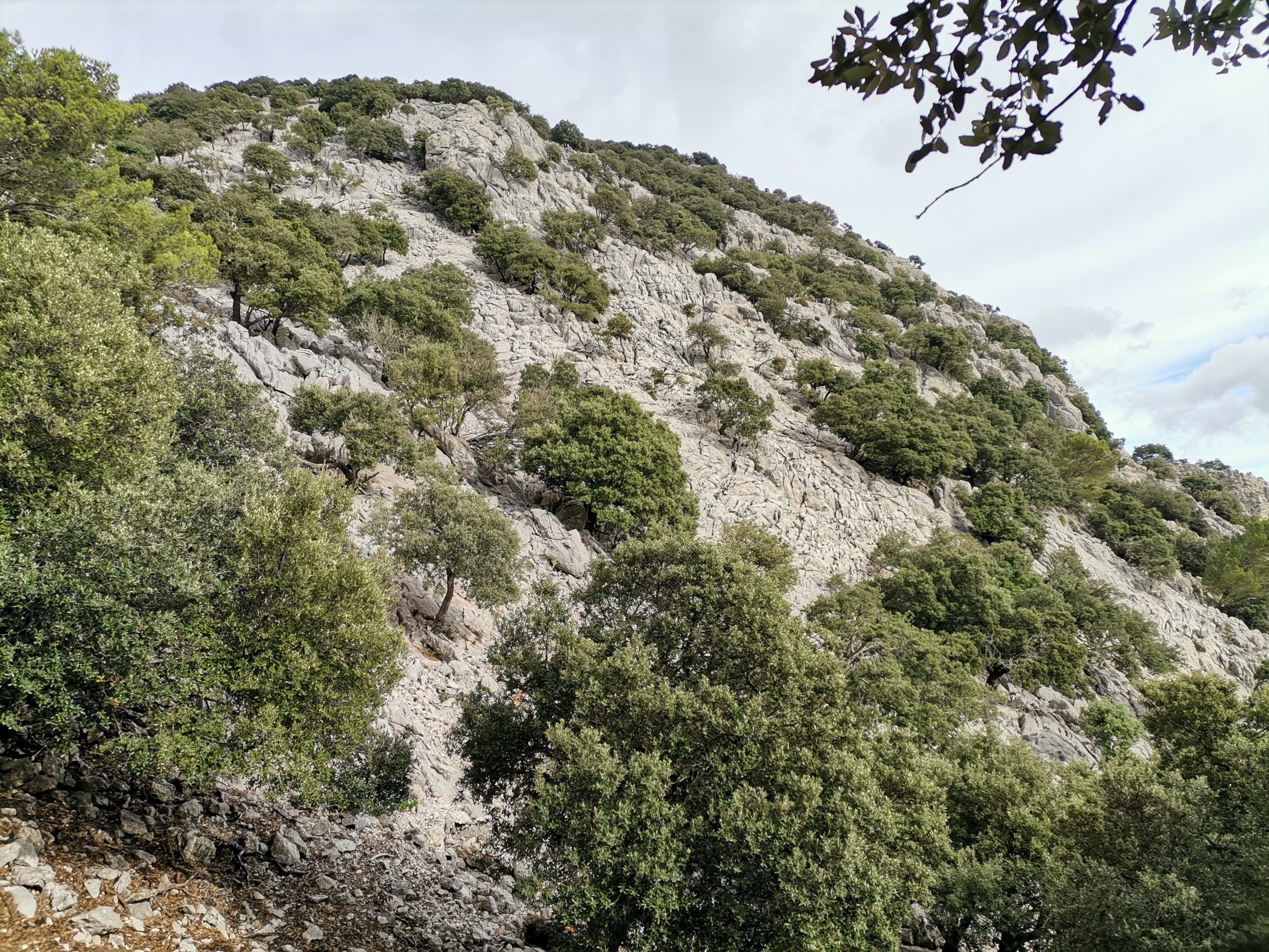 Kahle Kalksteinflanke mit Steineichen des Puig Massanella