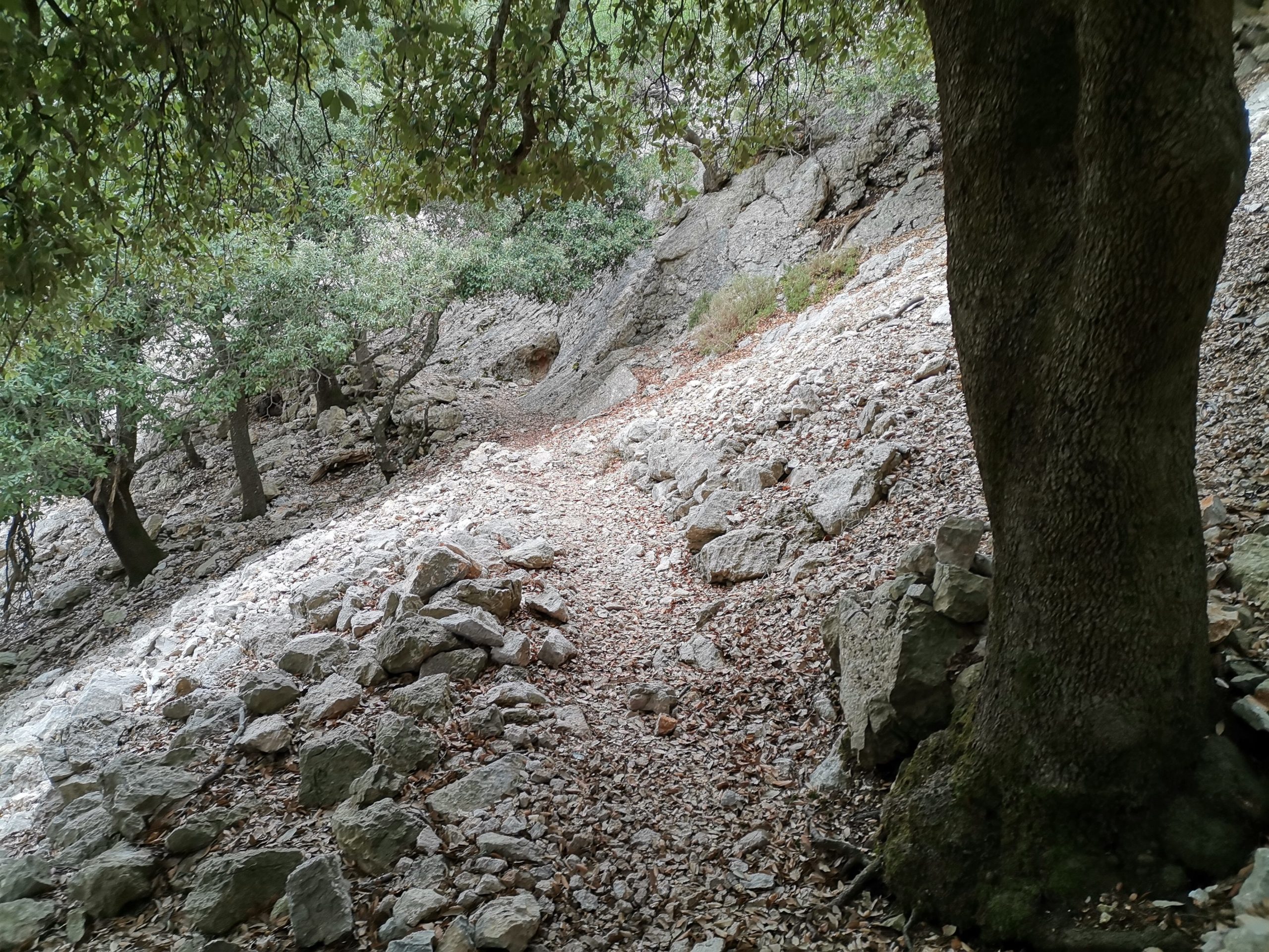 Auf dem Weg zum Puig Massanella